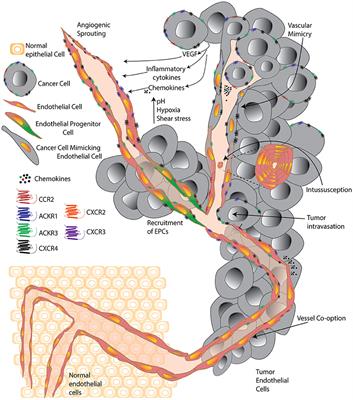 Support of Tumor Endothelial Cells by Chemokine Receptors